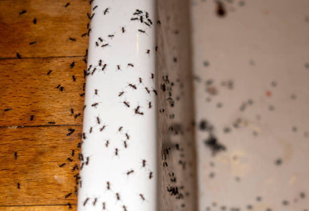 Best Pest Prevention Services  in St George, KS